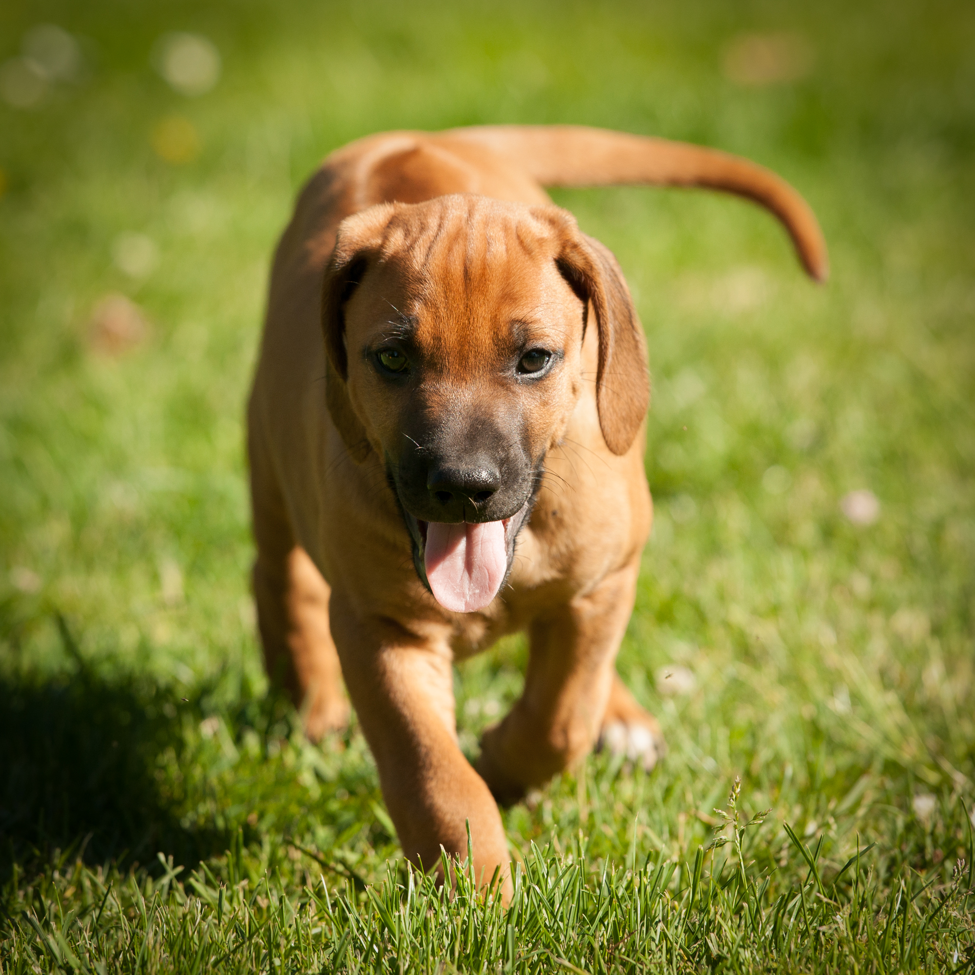 Mairangi Welpen by Frank Ebert J Wurf